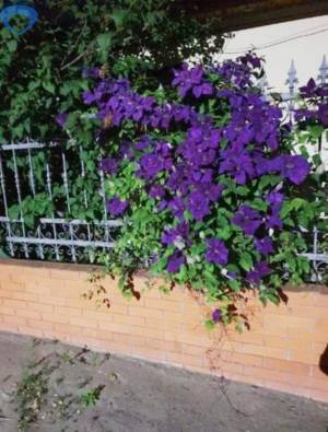 Дом, Черемушки, 3-комн., 55 кв. м., Хвойный пер, Одесса, Малиновский район